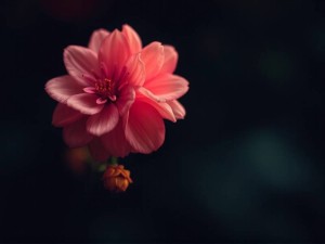 如何用ChatGPT高效发送请求？掌握这些技巧让AI更懂你！